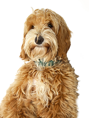 A fluffy, light brown Labradoodle dog with a wavy coat sits facing forward against a white background, wearing a light blue collar.
